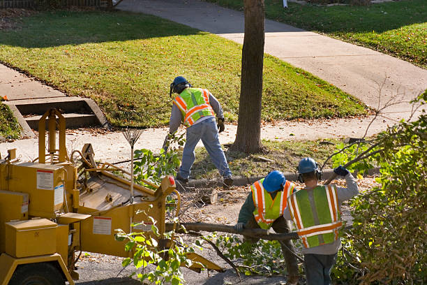 How Our Tree Care Process Works  in  Oil City, PA